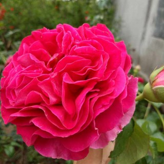 HOA HỒNG NGOẠI KATE