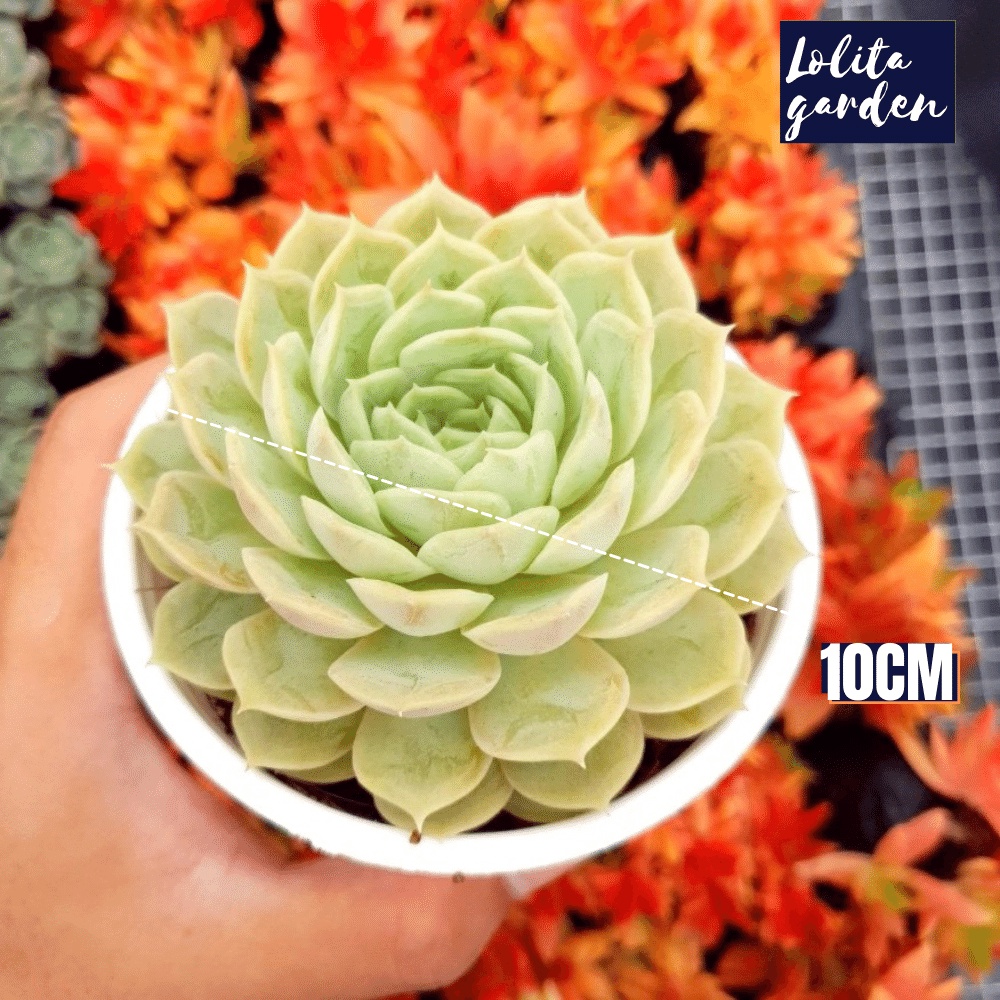 Sen đá ngọc bích Đà Lạt size trung bình cây cảnh trang trí nhà cửa Lolita garden