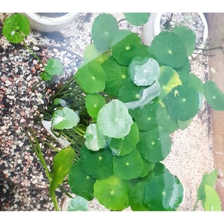 Rau má nước thủy sinh