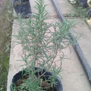 Cây hương thảo rosemary