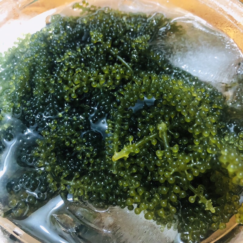 [MỚI] - 100G RONG NHO TÁCH NƯỚC/ RONG NHO NGON/ RONG NHO BIỂN/ CHẤT LƯỢNG VÀ TỐT SỨC KHỎE