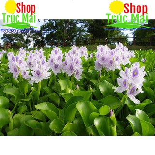 Rễ bèo tây (rễ lục bình) 500g