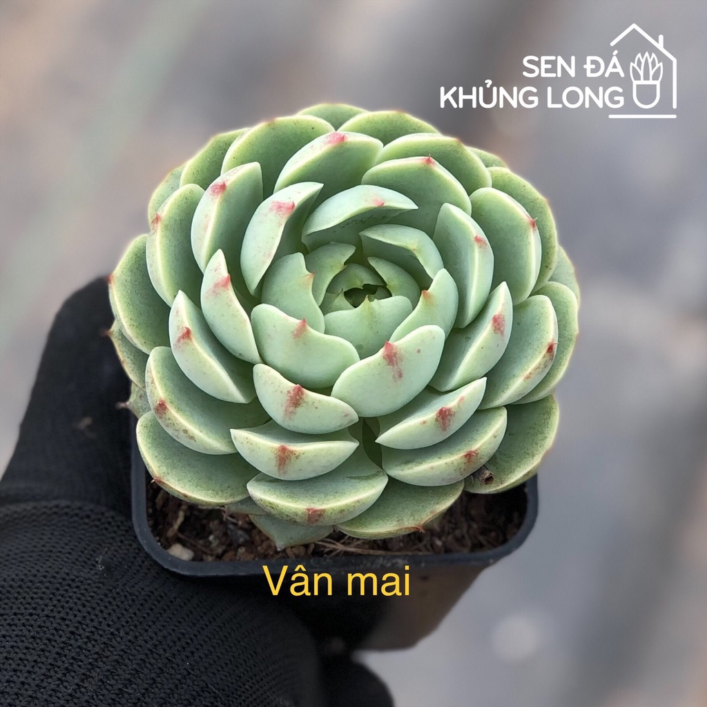 Sen đá Vân Mai - echeveria ben badis