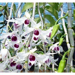phi điệp(giả hạc) 5 cánh trắng 5ct HỌNG TÍM