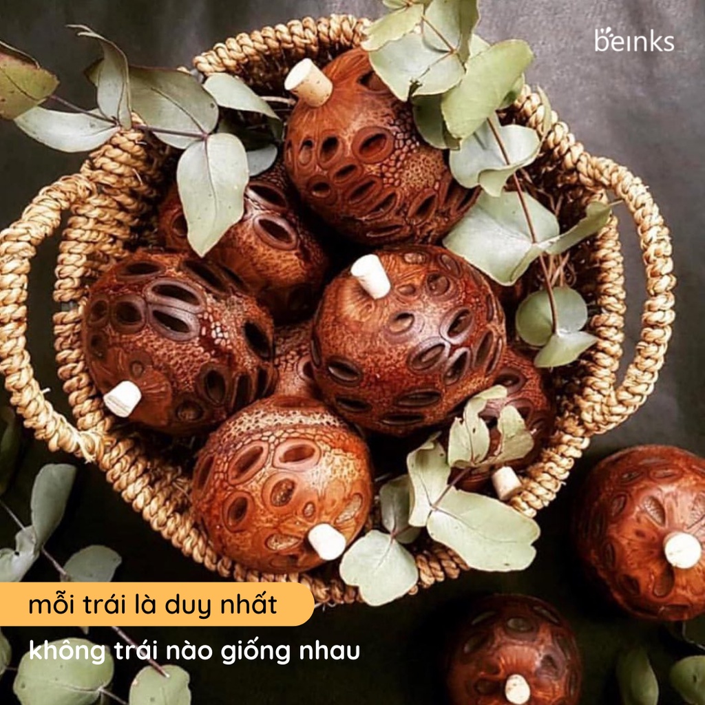 Trái khuếch tán tinh dầu Banksia