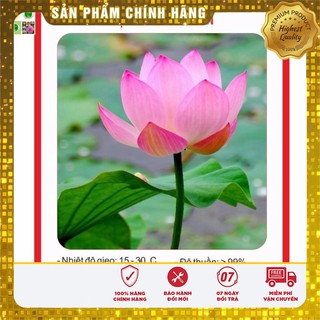 Hạt Giống Hoa Sen Lớn (Sen Ta) 10 Hạt