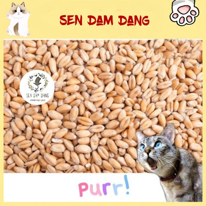 😺 Hạt Giống Cỏ Mèo - 100G