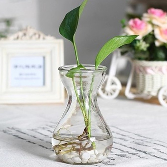 Lọ thủy tinh miệng loe trồng cây thủy sinh cao 14cm, miệng rộng 7.5cm