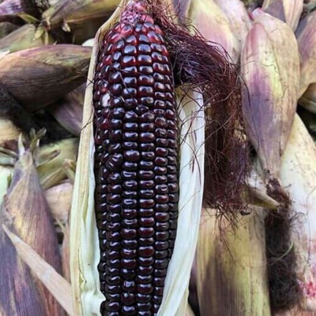 FANCY 111 BẮP TÍM FANCY 111 GÓI 100 gram