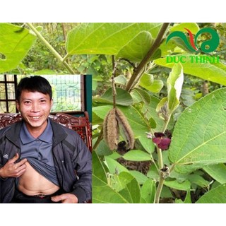 Cây An Xoa Khô ( Cây khô 1 kg )