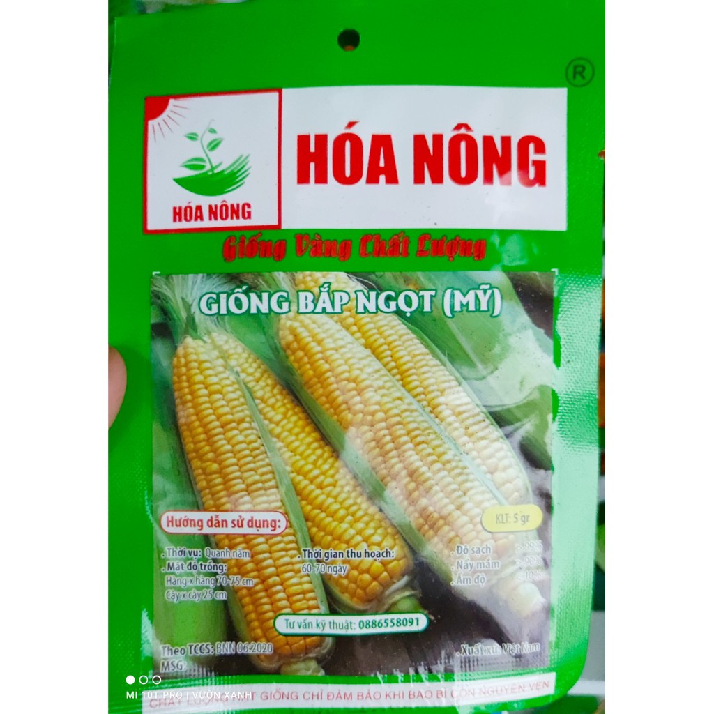 Hạt giống bắp ngọt, ngô ngọt Mỹ 5gr