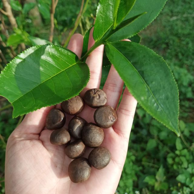 10 hạt giống trà xanh