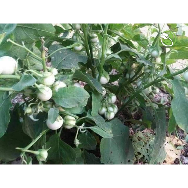 Hạt Giống Cà Pháo Trắng Cao Sản Phú Nông - Gói 0.5g - F1 Small White Eggplant PHU ...