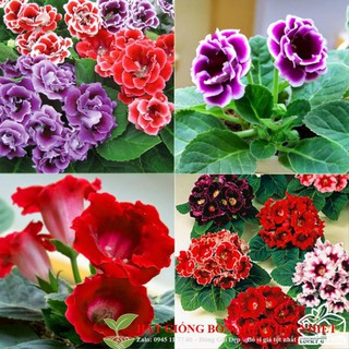 Hạt giống hoa tử la lan mix 5 hạt/ gói