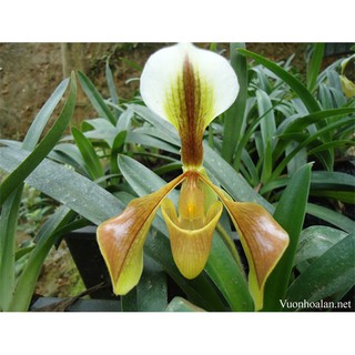 1 bó lan HÀI KIM RỪNG TUYÊN QUANG- cây giống lan rừng