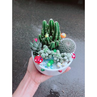 Chậu xương rồng tiểu cảnh