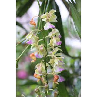 lan tam bảo sắc 35k/bó ( bó 3 cây)