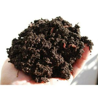 1 kg phân trùn quế phân nguyên chất/ phân hữu cơ đa năng