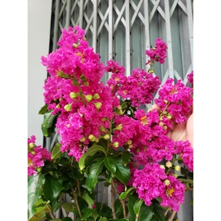 bằng lăng thái siêu bông cây lớn