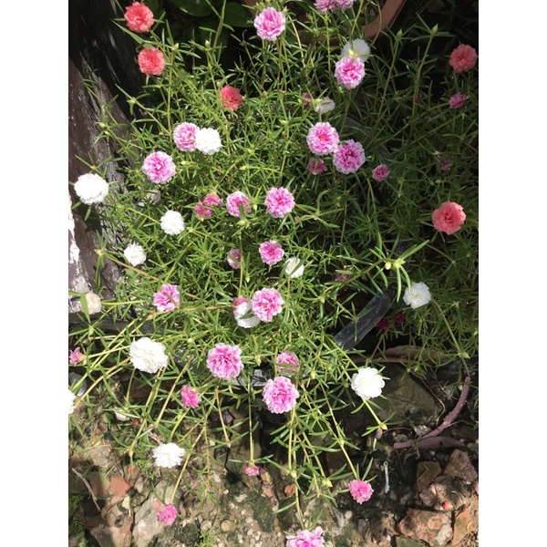 hoa mười giờ thái (trồng bầu)