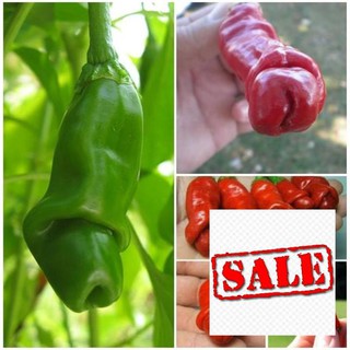 Gói 20 hạt giống ớt cu tý sale