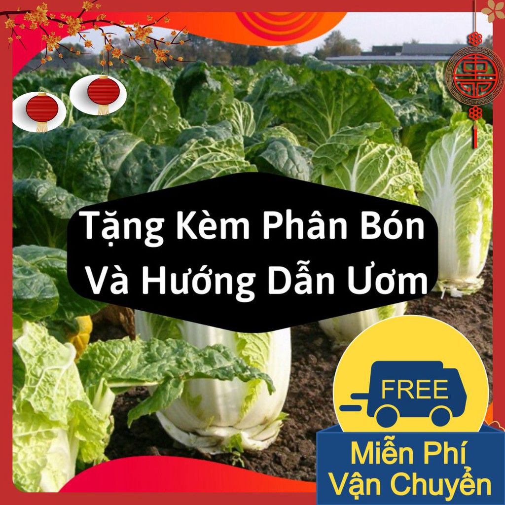 Hạt Giống Rau Cải Thảo