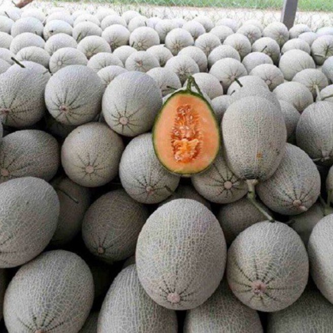 HẠT GIỐNG DƯA LƯỚI HARMI F1 YOU KNOWN SEED (dưa lưới mật ong)