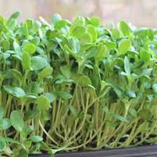 20 gram hạt giống mầm rau cải mơ