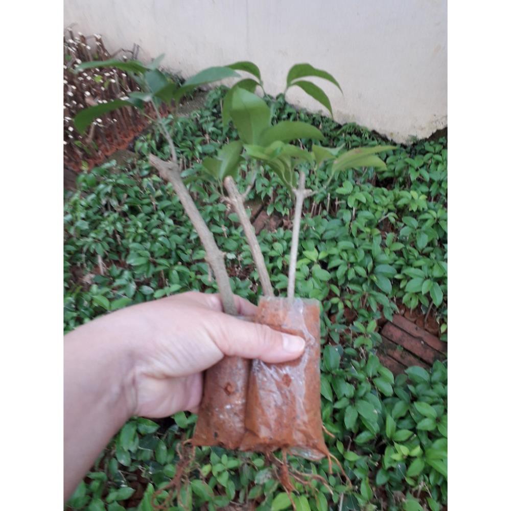 Cây hoa Lan Tỏi-lan leo tỏi tím. bầu giống, giá rẻ + Tặng 01 cây dâu da đất
