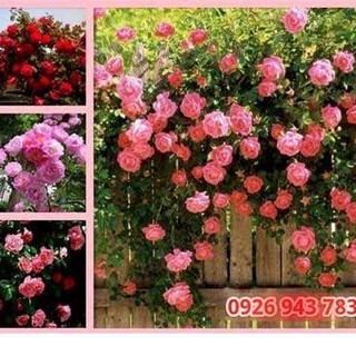 HẠT GIỐNG HOA HỒNG LEO PHÁP - GÓI 10 HẠT