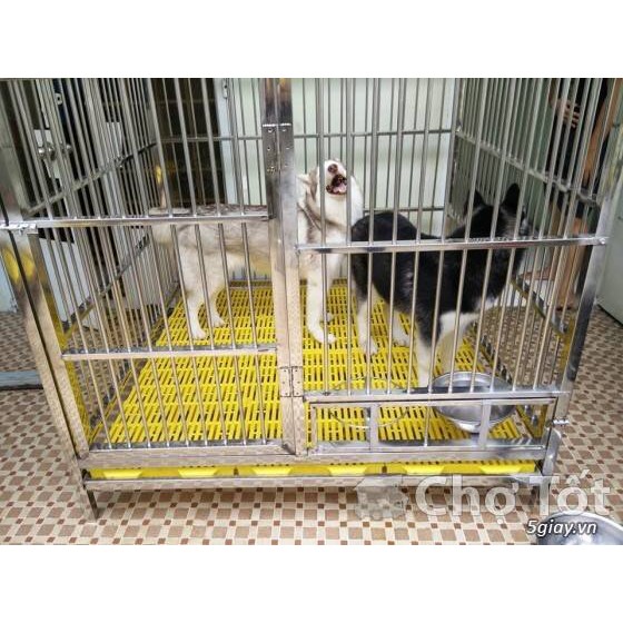 BALLET LÓT CHUỒNG CHO CHÓ MÈO