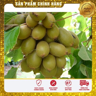 Hạt Giống Quả Kiwi LUCKY SEEDS  ( 30 hạt)