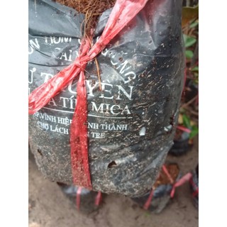 cây giống vú sữa mica