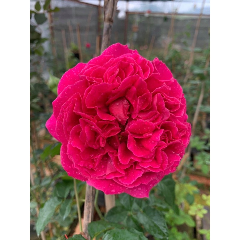 Cây hoa hồng leo KATE màu hồng tím - cây nguyên chậu cao 50-60cm. thienan22916