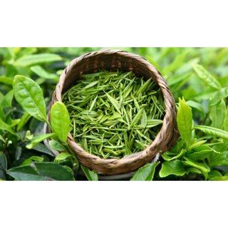 Dầu trà xanh mỹ phẩm 100ml
