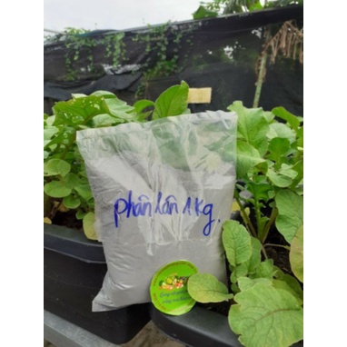 Phân Lân Super Lâm Thao, Ủ Phân, Bón Gốc, Hạ Phèn, Trộn Đất Giúp Cây Mau Đẻ Nhánh