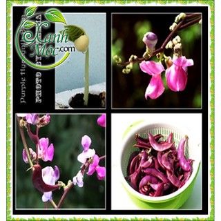 Hạt giống Đậu ván đỏ