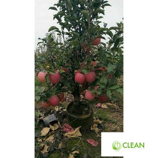 Hạt giống Táo Đỏ Lùn (15 hạt)