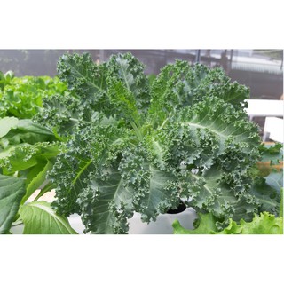 Hạt giống rau Cải xoăn Kale (5 gram)