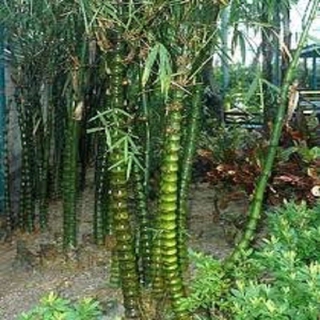 CÂY TRÚC PHẬT BÀ GỬI ĐI NGUYÊN CHẬU