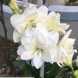 1 trong cac baby alfresco, baby nymph, bb sweet nymph,