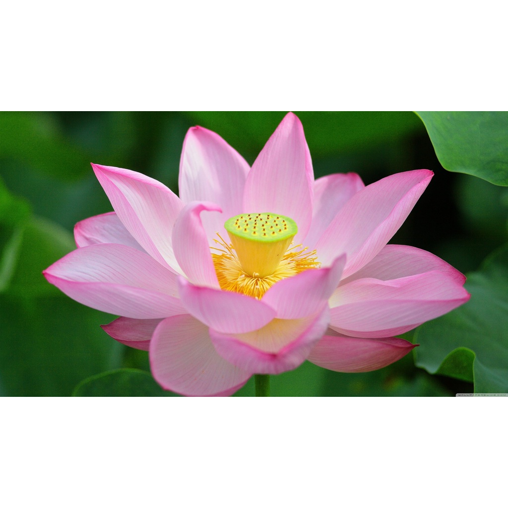 "Trong Đầm Gì Đẹp Bằng Sen- Lá Xanh Bông Trắng Lại Chen Nhị Vàng"- Tranh Tráng Gương 5D hoa sen đẹp tinh tế thuần khiết