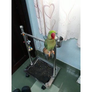 Cầu đứng cho vẹt size nhỏ VQV05