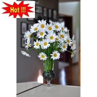 Hạt Giống Hoa Cúc Họa Mi Trắng