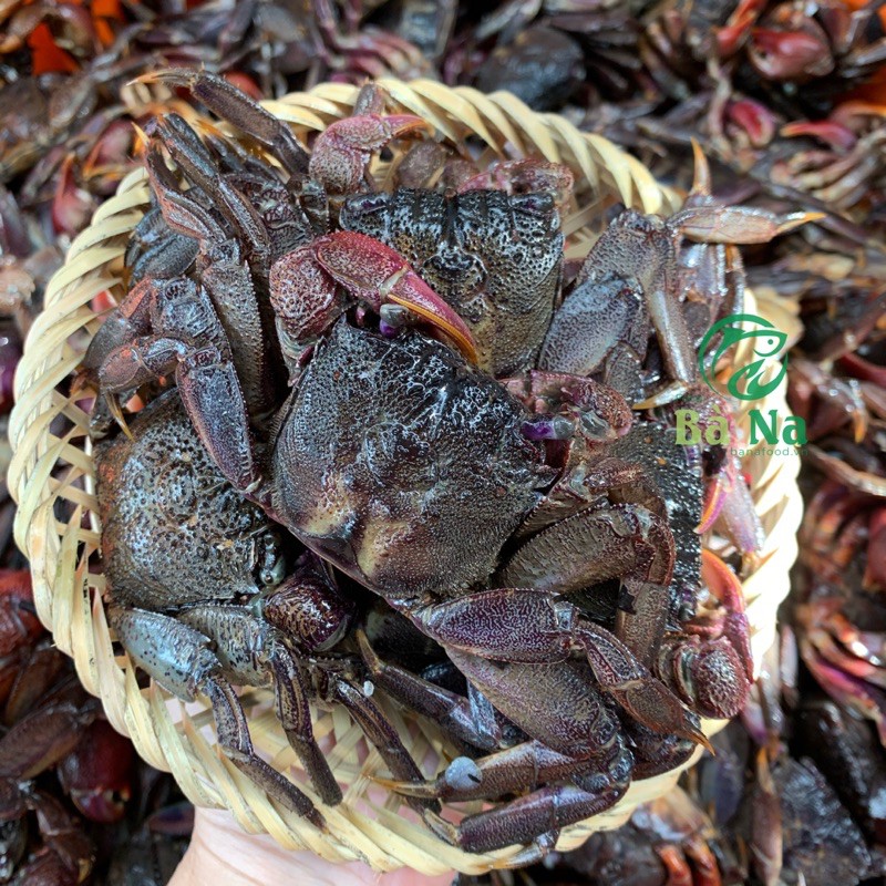 Đặc sản món ba khía nguyên con đầy thịt ngon bổ dưỡng 1kg