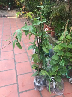 Cây chanh leo chỉ 30k