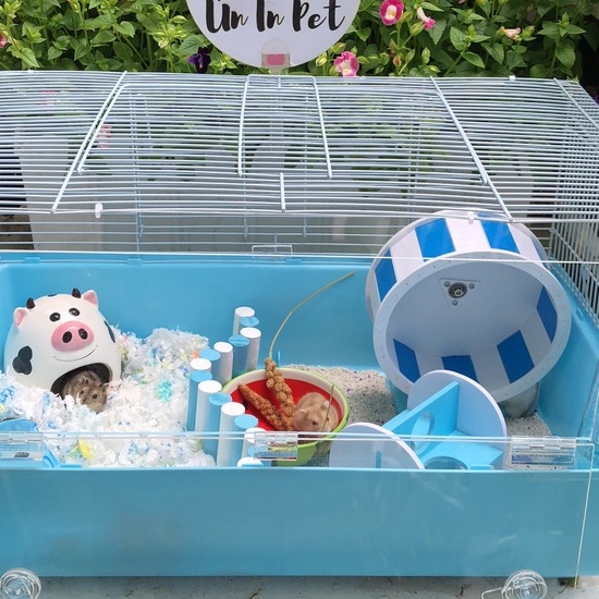 Đồ chơi hamster, hang gỗ màu cho hamster, sóc, bọ, nhím, thú nhỏ