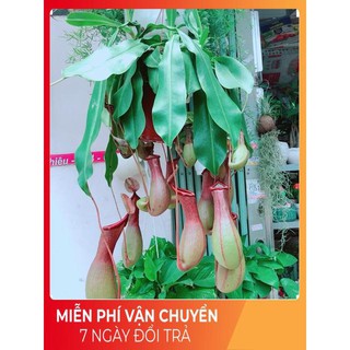 Cây nắp ấm size đại