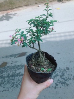 Cây Hồng Ngọc Mai