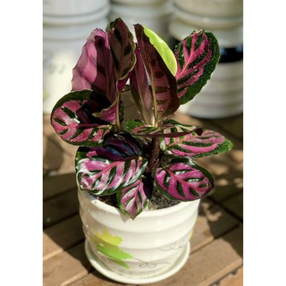 Chậu sứ cây Đuôi Công tím đỏ để bàn tặng kèm đá trang trí